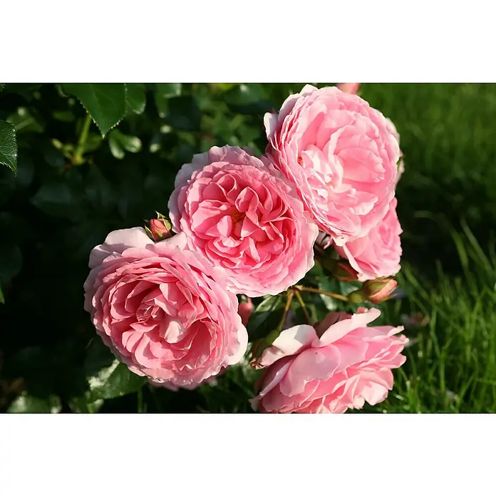 Piardino Beetrose 'Leonardo da Vinci'® - Rosa 'Leonardo da Vinci'®, Blütenfarbe: Rosa - Nahaufnahme von rosa Rosenblüten mit dichten Blütenblättern, die ihre zarte Schönheit und den Duft im Garten zeigen.