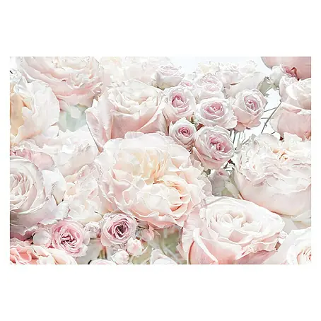 Komar  Fototapete Spring Roses