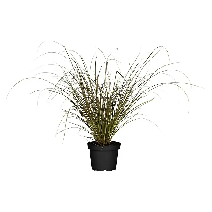 Piardino Federborstengras - Pennisetum advena 'Rubrum', 3 l - Dekorative Zimmerpflanze im Topf. Das Ziergras bringt einen Hauch von Natur in jeden Raum und sorgt für eine angenehme Atmosphäre.