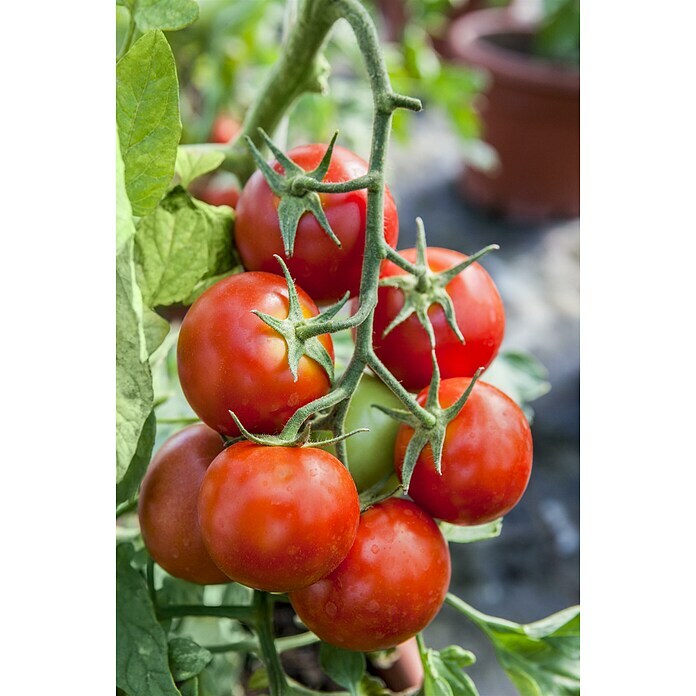 Piardino Mini-TomateSolanum lycopersicum 'Strongboy' F1, Topfgröße: 12 cm, Erntezeit: Juli - Oktober Detail Shot