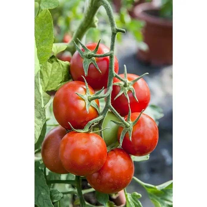 Piardino Mini-TomateSolanum lycopersicum 'Strongboy' F1, Topfgröße: 12 cm, Erntezeit: Juli - Frische, rote Tomaten wachsen an einer Pflanze im Garten. Perfekt für Salate und vieles mehr.