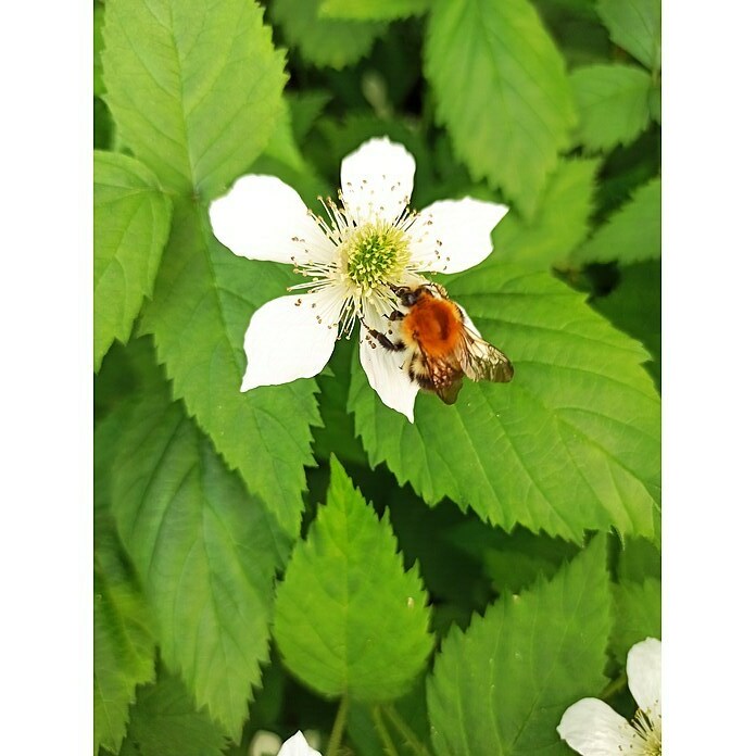 Taybeere Tayberry BuckinghamRubus fruticosus x idaeus, Erntezeit: Juni - August Detail Shot