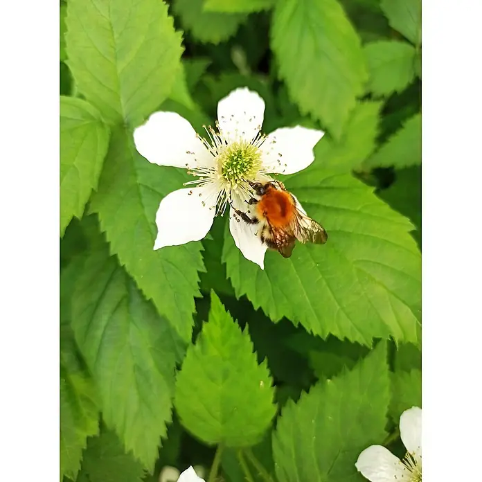 Taybeere Tayberry Buckingham - Rubus fruticosus x idaeus, Erntezeit: Juni - Nahaufnahme einer Biene, die Nektar von einer weißen Blüte inmitten von grünen Blättern sammelt. Ein lebendiges Naturschauspiel.