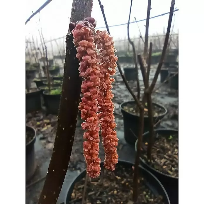 Haselnussstrauch Rote Zellernuss - Corylus avellana, Erntezeit: September - Rosa-rote Haselkätzchen, leicht gefroren, hängen an einem Ast in einer nebligen Baumschule.