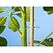 Nature Klimdraad (50 m, Lichtgroen) | BAUHAUS