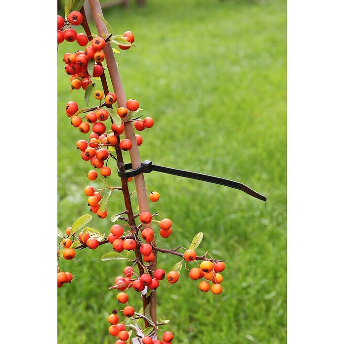 Nature Universele binders (Lengte: 30 cm, 25 st.) | BAUHAUS