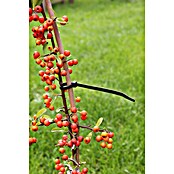 Nature Universele binders (Lengte: 30 cm, 25 st.) | BAUHAUS