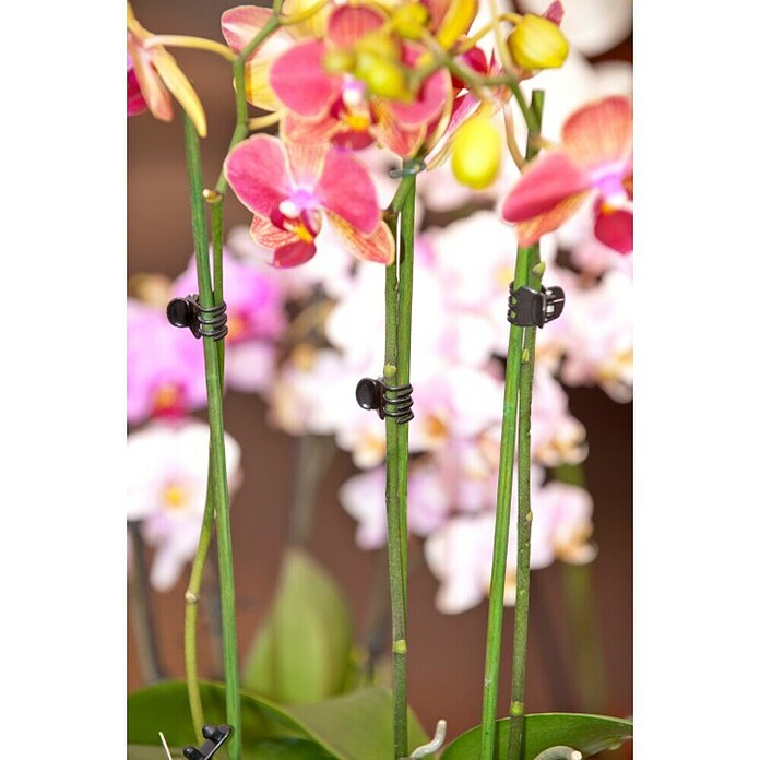 Nature Orchideeënclips (10 st., Zwart) | BAUHAUS