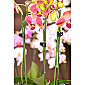 Nature Orchideeënclips (10 st., Zwart) | BAUHAUS