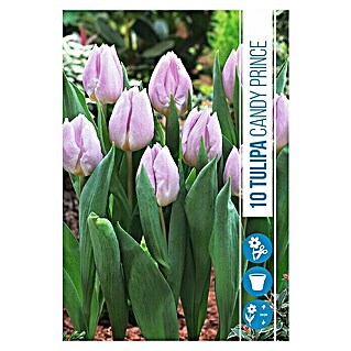 Royal De Ree Holland Voorjaarsbloembollen Tulipa 'Candy Prince' (10 st.)