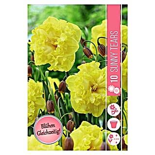 Frühlingsblumenzwiebel-Mix Sunny Tears (Narcissus 'Flyer' & Fritrillaria uva vulpis, 10 Stk.)