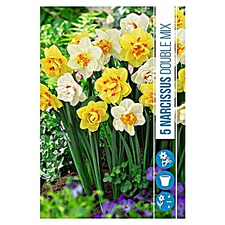 Royal De Ree Holland Voorjaarsbloembollenmix Narcissus 'Double' (12 st.)