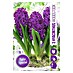 Royal De Ree Holland Voorjaarsbloembollen Hyacinthus 'Woodstock' 