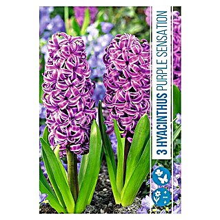 Royal De Ree Holland Voorjaarsbloembollen Hyacinthus 'Purple Sensation' (3 st.)