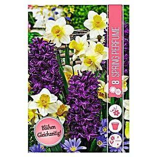 Frühlingsblumenzwiebel-Mix Spring Perfume (Hyacinthus 'Woodstock' & Narcissus 'Golden Echo', 8 Stk.)