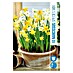 Royal De Ree Holland Voorjaarsbloembollenmix Narcissus 'Botanic' 