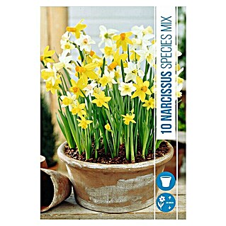 Royal De Ree Holland Voorjaarsbloembollenmix Narcissus 'Botanic' (15 st.)