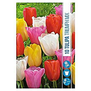 Royal De Ree Holland Voorjaarsbloembollenmix Tulipa 'Triumph' (15 st.)