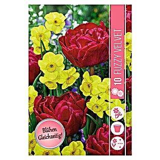 Frühlingsblumenzwiebel-Mix Fuzzy Velvet (Tulipa 'Pamplona' & Narcissus 'Kokopelli', 10 Stk.)