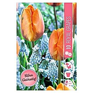 Frühlingsblumenzwiebel-Mix Royal Grapes (Tulipa 'Prinses Irene' & Muscari 'Dark Eyes', 10 Stk.)