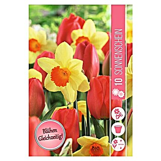 Frühlingsblumenzwiebel-Mix Sonnenschein (Tulipa 'Oxford' & Narcissus 'Red Devon', 10 Stk.)