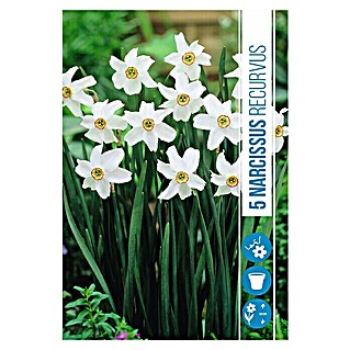Royal De Ree Holland Voorjaarsbloembollen Narcissus 'Recurvus' (5 st.)