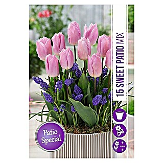 Frühlingsblumenzwiebel-Mix Sweet Patio (Tulipa 'Candy Prince' & Muscari armeniacum, 15 Stk.)