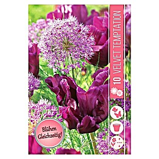 Frühlingsblumenzwiebel-Mix Velvet Temptation (Tulipa 'Parrot Prince' & Allium 'Purple Sensation', 10 Stk.)