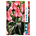 Royal De Ree Holland Voorjaarsbloembollen Tulipa 'Oratorio' 