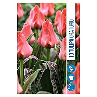 Royal De Ree Holland Voorjaarsbloembollen Tulipa 'Oratorio' (10 st.)