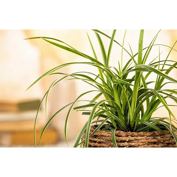 Piardino Segge - Carex morrowii 'Icedance', Topfgröße: 14 cm - Das Bild zeigt eine Grünlilie in einem geflochtenen Topf, die sich ideal für die Dekoration von Innenräumen eignet und ein natürliches Flair bietet.