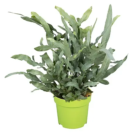 Piardino  Hasenpfotenfarn Blue Star