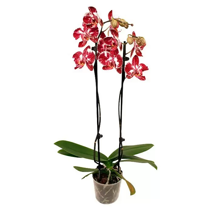 Piardino SchmetterlingsorchideePhalaenopsis Hybride Mashimo, Topfgröße: 12 cm, Rot Polka Dots, Anzahl Triebe: 2 Stk., Aufrecht
