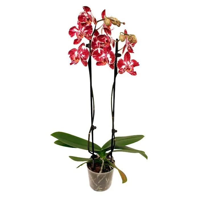 Piardino Orquídea mariposa - Phalaenopsis Hybride Mashimo, Tamaño de maceta: 12 cm, Bicolor, Número de brotes: 2 ud., En posición vertical - Una orquídea en maceta con flores moteadas rojas y blancas y tallos elegantes, una decoración elegante y vibrante para cualquier estancia.