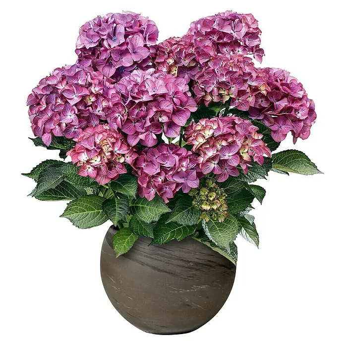 Pflanztopf Luna - Außenmaß (Ø x H): 26 x 19,1 cm, Naturmaterialien, Basalt - Nahaufnahme einer üppigen, violetten Hortensie in einem eleganten, braunen Topf, perfekt für eine stilvolle Dekoration.
