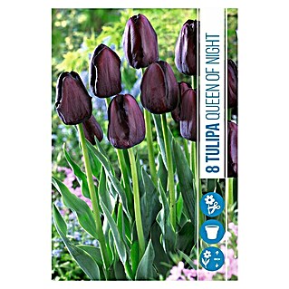 Royal De Ree Holland Voorjaarsbloembollen Tulipa 'Queen of Night' (8 st.)