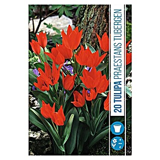 Royal De Ree Holland Voorjaarsbloembollen Tulipa 'Praestans Tubergen' (20 st.)