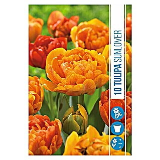 Royal De Ree Holland Voorjaarsbloembollen Tulipa 'Sunlover' (10 st.)