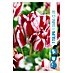 Royal De Ree Holland Voorjaarsbloembollen Tulipa 'Flaming Club' 