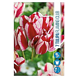 Royal De Ree Holland Voorjaarsbloembollen Tulipa 'Flaming Club' (7 st.)