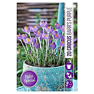 Royal De Ree Holland Voorjaarsbloembollen Crocus 'Barr's Purple' (20 st.)
