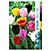 Royal De Ree Holland Voorjaarsbloembollenmix Tulipa 'Fringed' 