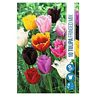 Royal De Ree Holland Voorjaarsbloembollenmix Tulipa 'Fringed' (15 st.)