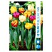 Royal De Ree Holland Voorjaarsbloembollenmix Tulipa 'Double Early' 