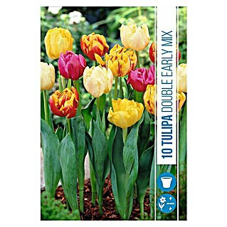 Royal De Ree Holland Voorjaarsbloembollenmix Tulipa 'Double Early' (15 st.)