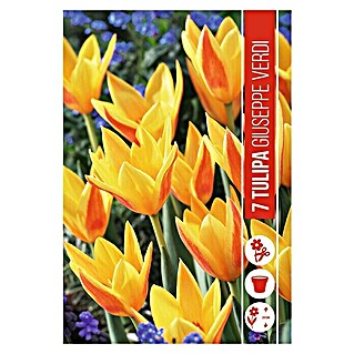 Royal De Ree Holland Voorjaarsbloembollen Tulipa 'Guiseppe Verdi' (7 st.)