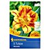 Kiepenkerl Frühlingsblumenzwiebeln Tulpe 'Monsella' 