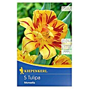 Kiepenkerl Frühlingsblumenzwiebeln Tulpe 'Monsella' (Tulipa x hybride, 5 Stk.) | BAUHAUS