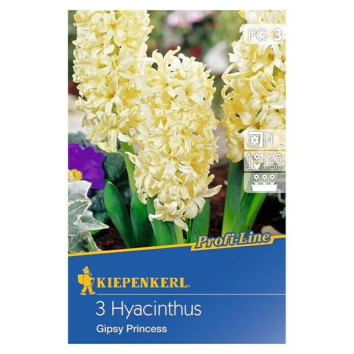 Kiepenkerl Profi-Line Frühlingsblumenzwiebeln Hyazinthe 'Gipsy Princess' (Hyacinthus hybride, 3 Stk.) | BAUHAUS