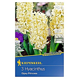 Kiepenkerl Profi-Line Frühlingsblumenzwiebeln Hyazinthe 'Gipsy Princess' (Hyacinthus hybride, 3 Stk.)